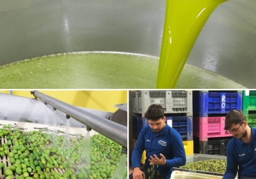 Olio extra vergine Monovarietale Ravece
